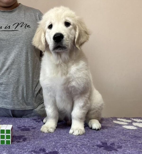 Fielder Golden Retriever