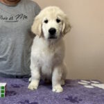 Fielder-male-Golden-Retriever-puppy-for-sale-1 (4)