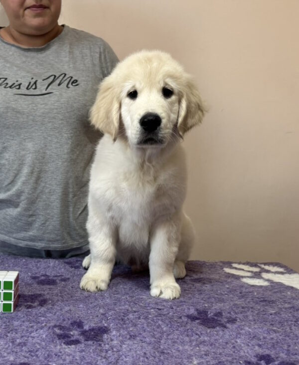Fielder Golden Retriever