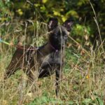 Flera-female-malinois-puppy-for-sale-1 (1)