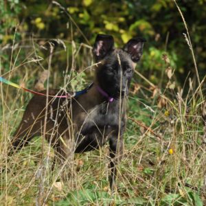 Flera Malinois
