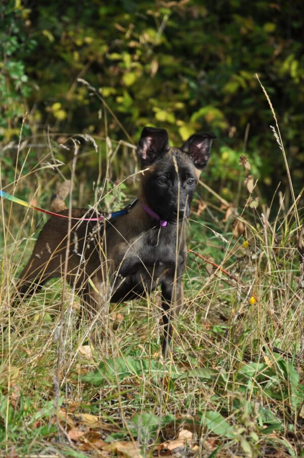 Flera Malinois
