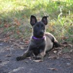 Eme Malinois