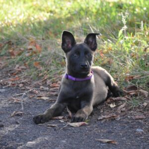 Flera Malinois