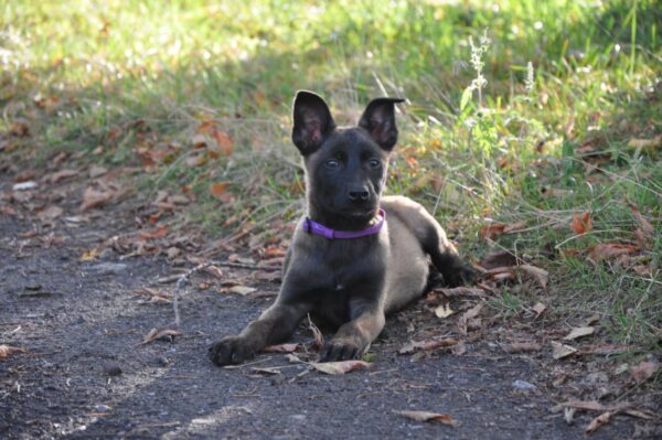 Flera Malinois