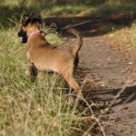Flera-female-malinois-puppy-for-sale-1 (3)