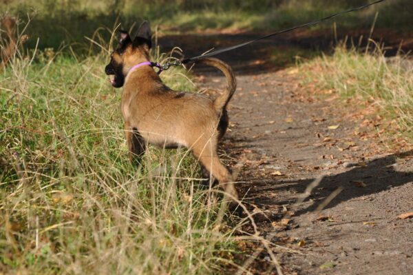 Flera Malinois