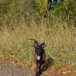 Flera-female-malinois-puppy-for-sale-1 (4)