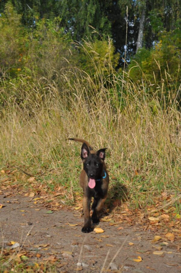 Flera Malinois