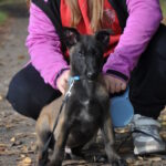 Flera Malinois