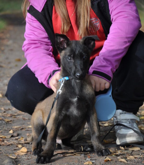 Foks Malinois