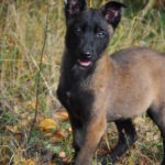 Foks-male-malinois-puppy-for-sale-1 (2)