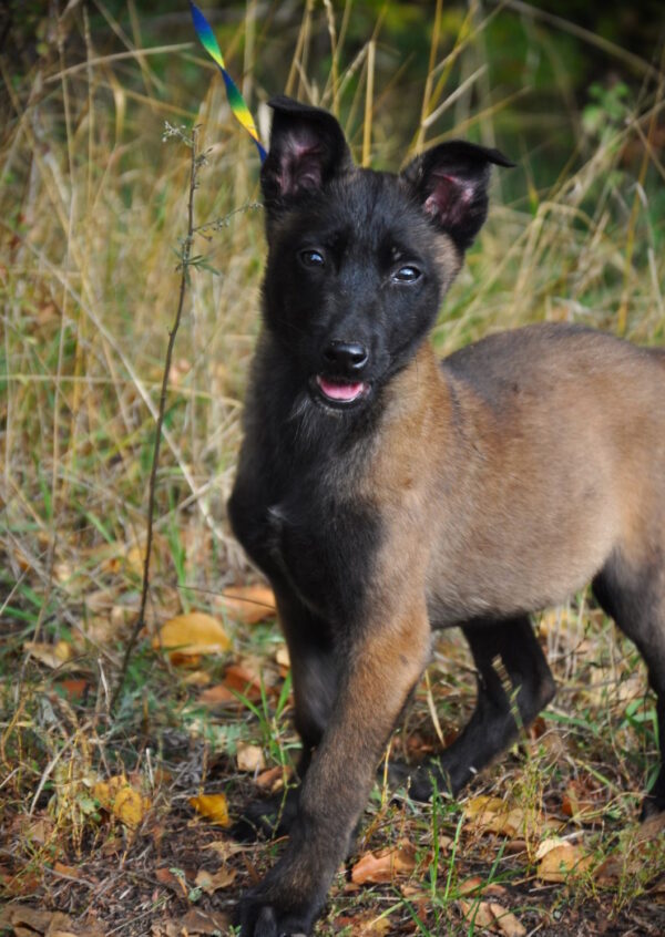 Foks Malinois