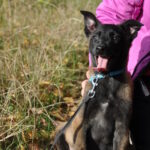 Foks-male-malinois-puppy-for-sale-1 (3)