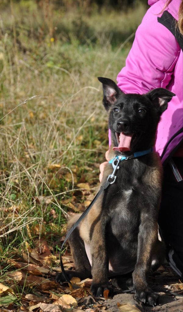 Foks Malinois