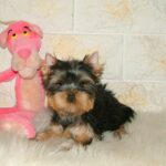 Fonya-male-Yorkshire-Terrier-puppy-for-sale-1 (1)