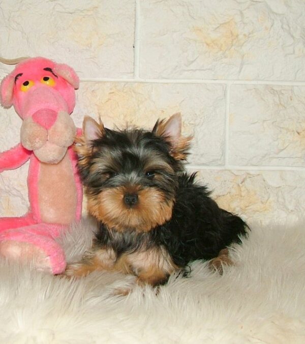 Fonya Yorkshire Terrier