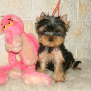 Fonya Yorkshire Terrier