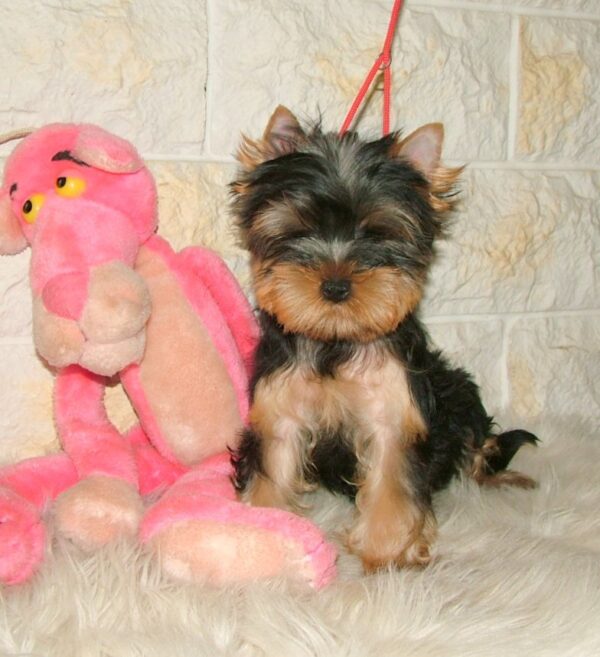 Fonya Yorkshire Terrier