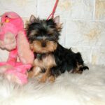 Fonya-male-Yorkshire-Terrier-puppy-for-sale-1 (3)