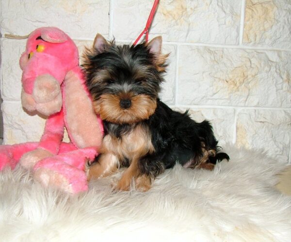 Fonya Yorkshire Terrier