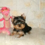 Fonya-male-Yorkshire-Terrier-puppy-for-sale-1 (4)