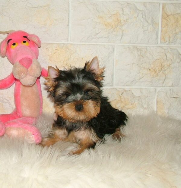 Fonya Yorkshire Terrier