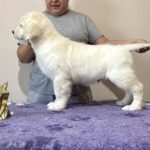 Forest-male-Golden-Retriever-puppy-for-sale-1 (1)