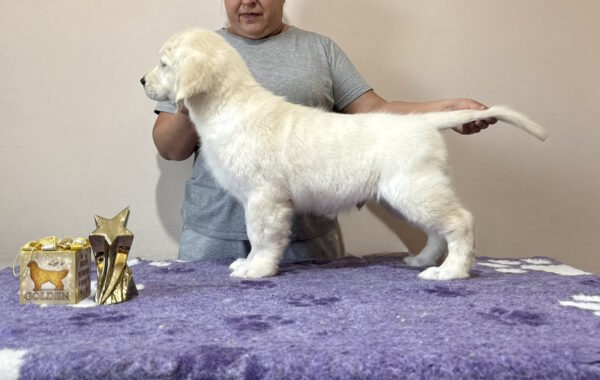 Forest Golden Retriever