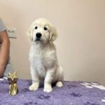Forest-male-Golden-Retriever-puppy-for-sale-1 (2)