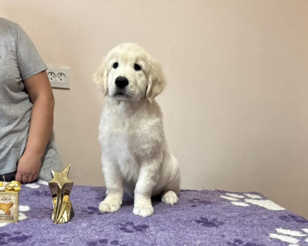 Forest Golden Retriever