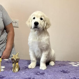 Forest Golden Retriever