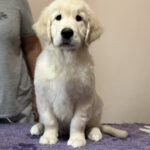 Forest-male-Golden-Retriever-puppy-for-sale-1 (4)