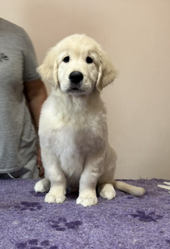 Forest Golden Retriever