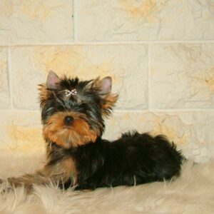 Fox Yorkshire Terrier