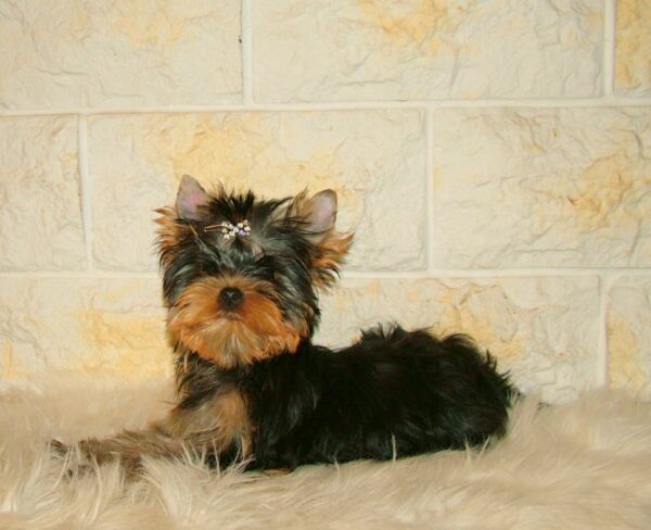 Fox Yorkshire Terrier