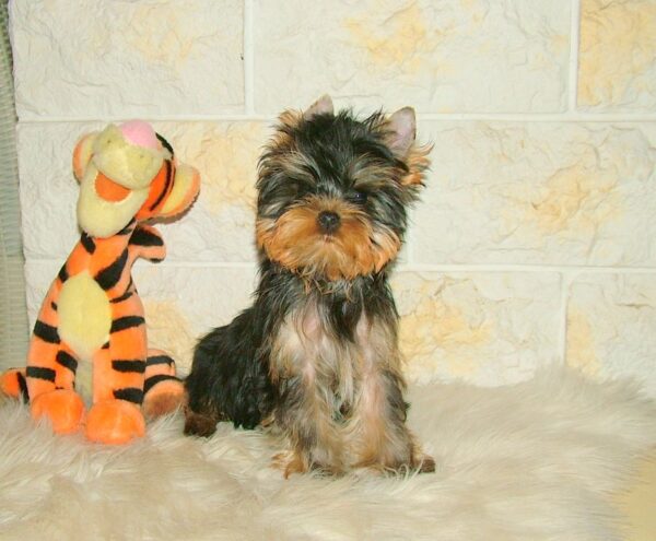 Fox Yorkshire Terrier