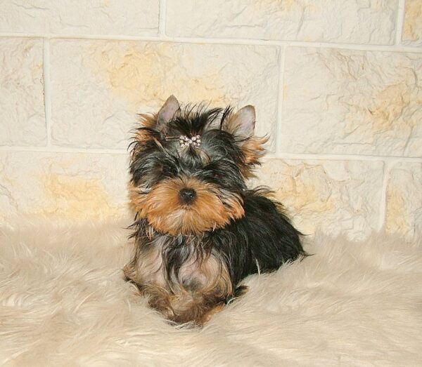 Fox Yorkshire Terrier