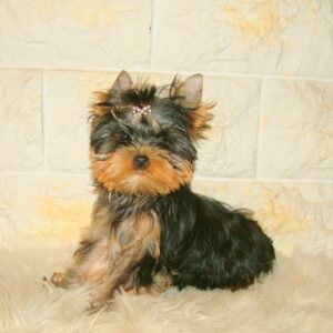 Fox Yorkshire Terrier