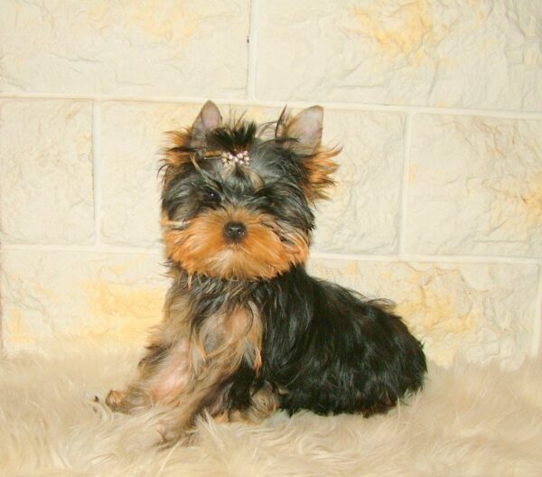 Fox Yorkshire Terrier