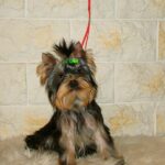 Fox-male-yorksihre-terrier-puppy-for-sale (1)