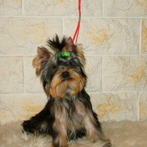 Fox Yorkshire Terrier Fox Yorkshire Terrier