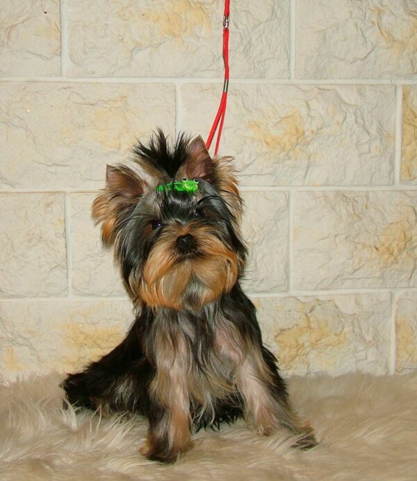 Fox Yorkshire Terrier Fox Yorkshire Terrier