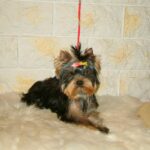 Fox-male-yorksihre-terrier-puppy-for-sale (2)