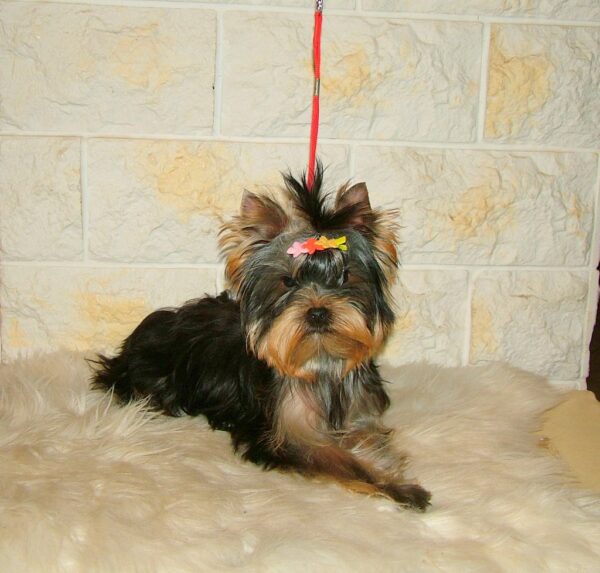 Fox Yorkshire Terrier Fox Yorkshire Terrier