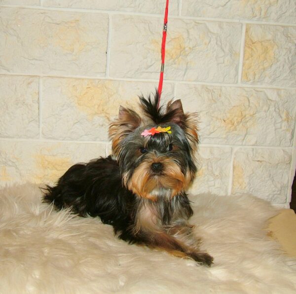 Fox Yorkshire Terrier Fox Yorkshire Terrier