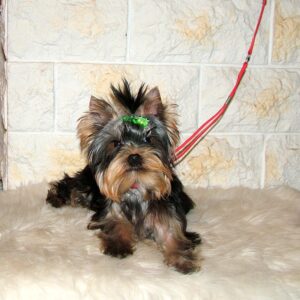 Fox Yorkshire Terrier Fox Yorkshire Terrier