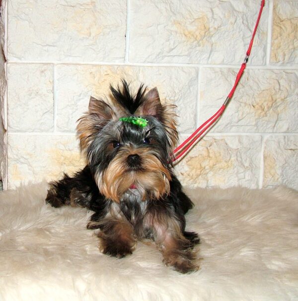 Fox Yorkshire Terrier Fox Yorkshire Terrier