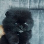 Francheska-female-pomeranian-puppy-for-sale-1 (1)