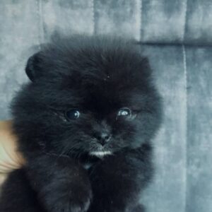Francheska Pomeranian